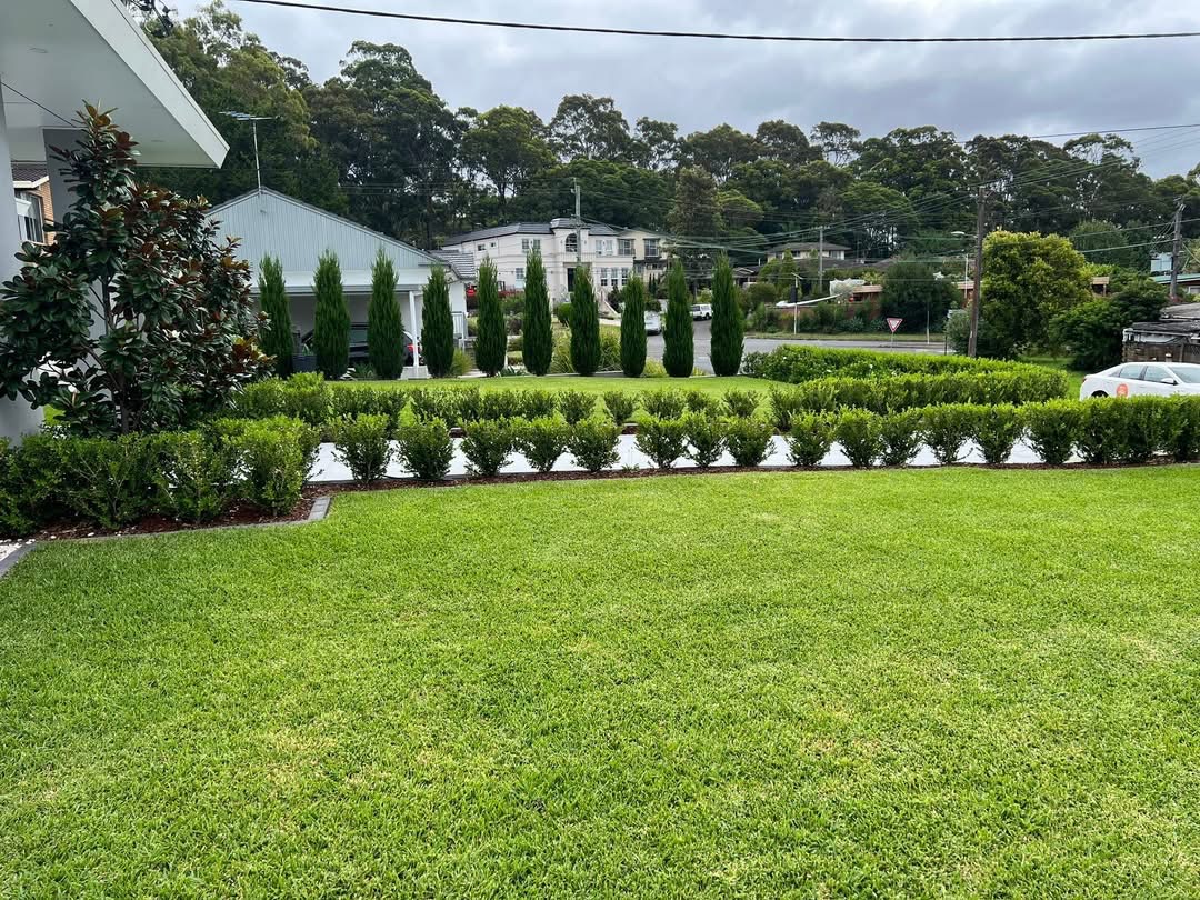 Manicured front lawn with clipped hedges and pencil pines by Busy Wombats